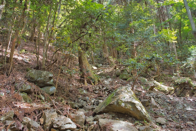 パッと見ると荒れた岩が多く木々が立ち並んでいる山のようにしか見えませんが、昔はこの場所には山道があり、滝の上に上がれる道があったそうです。