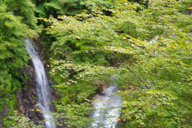 色んな角度から滝を見ながら構図を探して行きます。初夏を意識して滝と緑の葉っぱをたくさん入れてみて撮った一枚です。