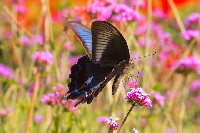 昼間の明るい場所で花と蝶を撮ってみました。蝶が真っ黒な色だったために黒つぶれを押さえるために露出補正をプラスに設定して撮ってみました。