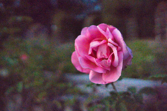 ピンクの薔薇があり、夜間に撮影してISOが上がってしまい画質にノイズが出てしまっている状態です。