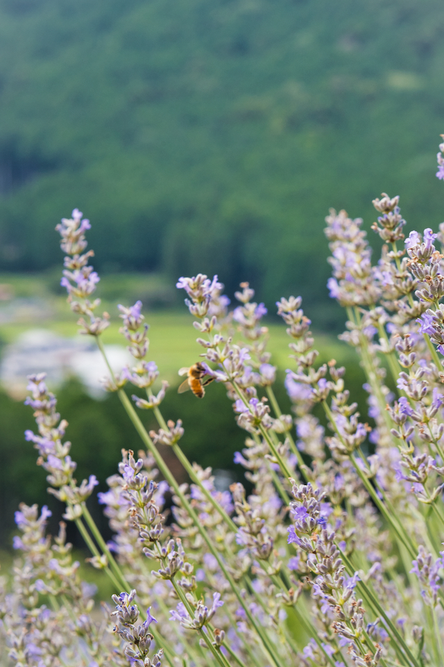 ラベンダーと背景にある自然と見る蜂を撮って見ましたが、ミツバチがちょうど中央に来るようにカメラを構えて待って撮って見ました。