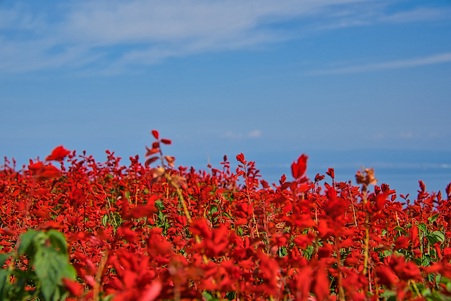 ２分割構図にするために真ん中にあった草山を入れずに、真っ赤なサルビアの花と空と海を入れる事が出来ました。