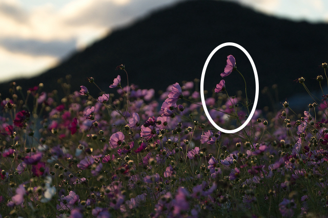 望遠で撮るコスモスの写真。たくさんのコスモスの花の中から背景が暗かった部分を選んで撮って見ました。