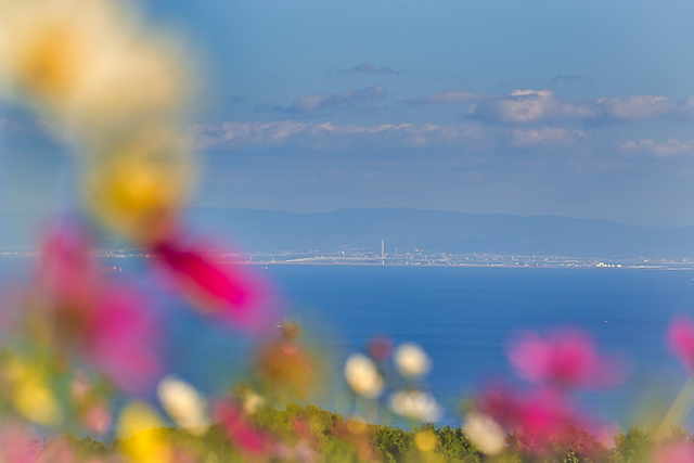 コスモスの花を前ボケにして大阪湾を撮って見ました。色んな色のコスモスが咲いている場所を選んで青い大阪湾の様子を撮影する事が出来ました。