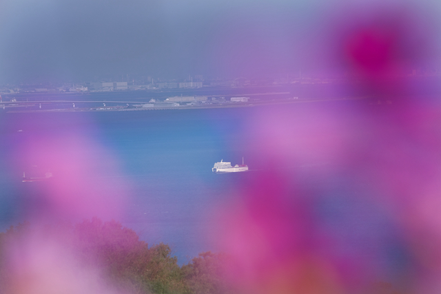 コスモスの花を形がなくなるまでぼかして、大阪湾に浮かんでいる船をちょうど画角の真ん中に配置して撮ってみました。ピンク色のぼかしたコスモスの色と大阪湾の青い色が鮮やかに表現することが出来ました。