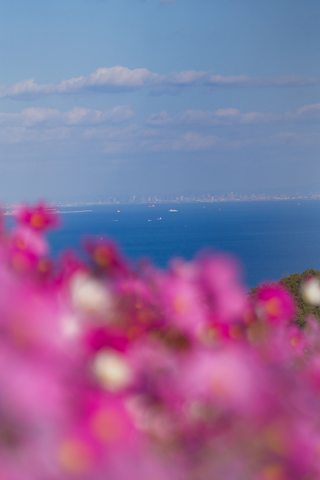 ピンク色のコスモスの花が比較的たくさん咲いている場所を探して前ボケにして大阪湾の青さを入れてピンク色と青の２色の写真になりました。