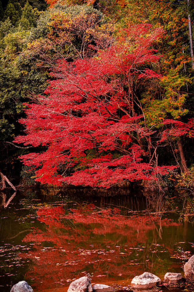 最上山公園に入ったら池があり、赤く染まった一本の紅葉の木が目に止まりました。水面に反射している様子を撮ってみました。