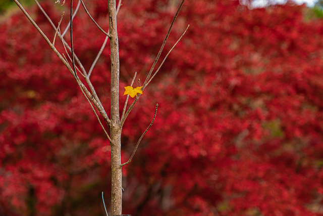 背景が真っ赤な紅葉の中に枯れた一本の木に黄色い葉っぱが一枚残っていました。背景をぼかして黄色い紅葉にピントを合わせて主題としました。