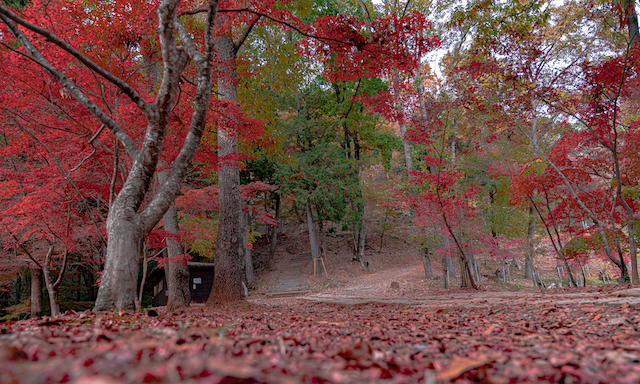 最上山公園の落ち葉と山頂の紅葉の様子。落ちている落ち葉を手前に入れてカメラを地面に近づけて画角一杯に最上山公園の様子を撮ってみました。