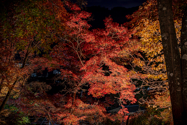 最上山公園内のライトアップの様子。紅葉を思いっきり画面いっぱいに入れて撮りました。カメラの位置を下げて撮ってみたのですが、見上げる光景とはちょっとだけ迫力が出た一枚になりました。