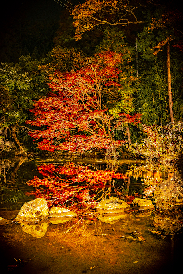 最上山公園で昼間に水面にリフレクションされていた紅葉がライトアップされて昼の光景とはまた違った光に照らされてかっこよく見える紅葉の顔を撮影することが出来ました。