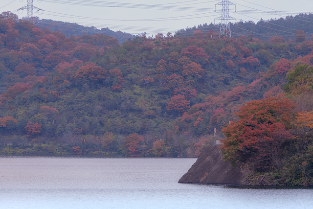 権現ダムの所々に紅葉が色付いていました。紅葉で色付いた部分を望遠レンズで切り取って撮影してみました。