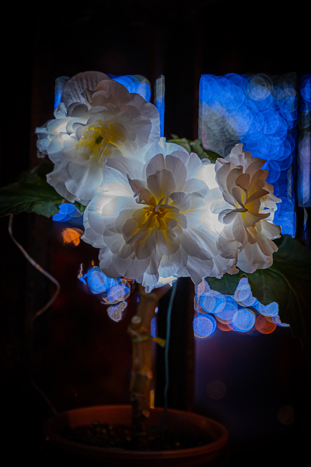 暗い場所で白い花の中から光が照らされていました。背景には青いイルミネーションが光っていたので、青い玉ボケを作ってみる事が出来ました。