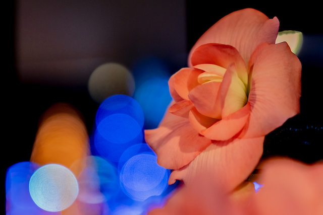 ピンクの花によって背景のイルミネーションをぼかして玉ボケを作ってみました。