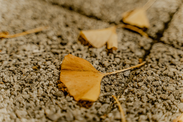 コンクリートの地面の上に落ちていた黄色く染まった銀杏の落ち葉を1枚撮ってみました。