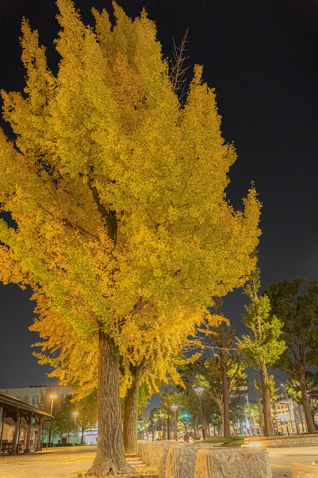 姫路城前のいちょうの木々。夜のライトアップされたいちょうの木は鮮やかに見えます。
