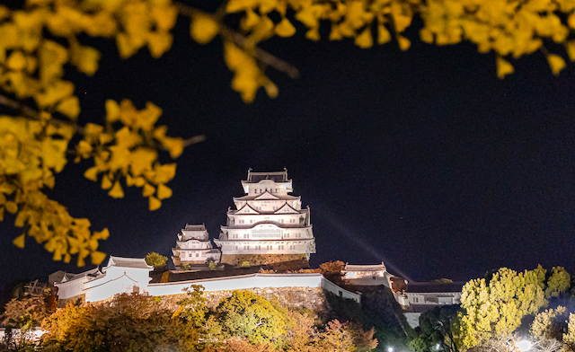 画面上から黄色く色付いた銀杏の紅葉を入れて真ん中に姫路城を入れて撮ってみました。姫路城の真下からライアとアップされて姫路城の白い壁が真っ白く輝いていました。