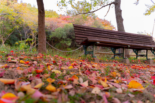 平荘湖にある木のベンチと赤く染まった落ち葉を撮って見ました。春や秋によって雰囲気が変わる木のベンチですが、季節感が感じられる一枚になりました。
