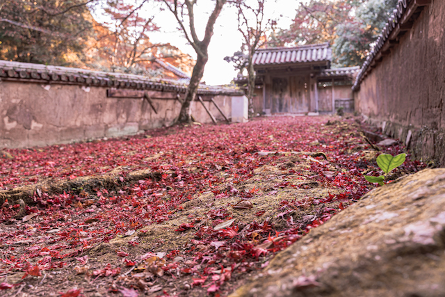 赤い紅葉の落ち葉がたくさん落ちている場所を、古い家屋の様な建物と一緒に撮ってみまました。手前には大きな岩があったので奥行き感を出すために少し離れてみて撮ってみた写真になります。