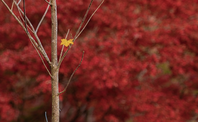 紅葉の写真。真っ赤に色付いた紅葉の手前に一枚の黄色の紅葉がポツンと木から落ちることなく咲いていました。この黄色の一枚の紅葉を撮ってみました。