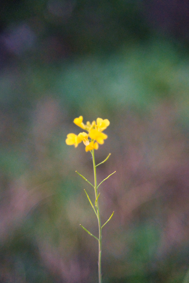 カメラ撮影を始めた頃に撮った花の写真。小さくて黄色の花になりますが、ボケ感を出すことに夢中になってしまいピントがあっていません。