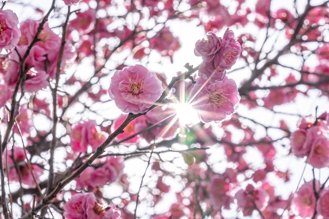 ピンク色の梅の花の隙間から太陽の光を光条効果を使って撮ってみた1枚です。太陽の光条を写真の真ん中に配置して一面梅の花を入れてみました。
