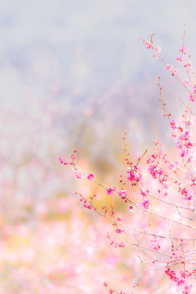 世界の梅公園での梅の花の様子。1番光が当たっていた場所を選んで手前の梅の花にピントを合わせて、奥の梅の花をぼかしてみました。