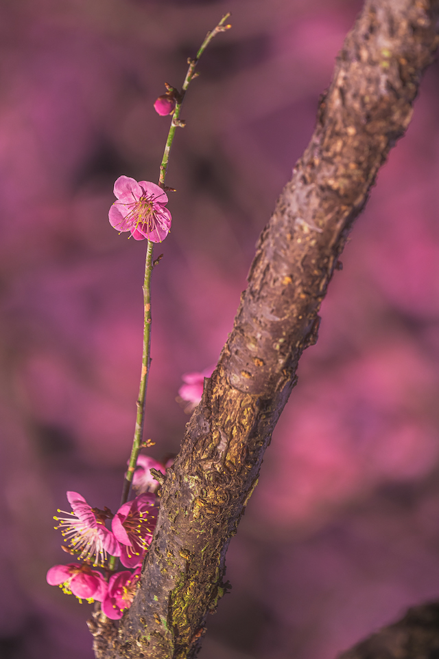 枝の横で咲いている花を撮ってみました。背景には梅の花が咲いている背景を選んでみました。