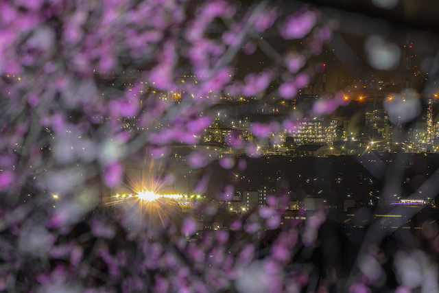 ピンクの梅の花をぼかして遠くに見える工場夜景の様子を撮ってみました。