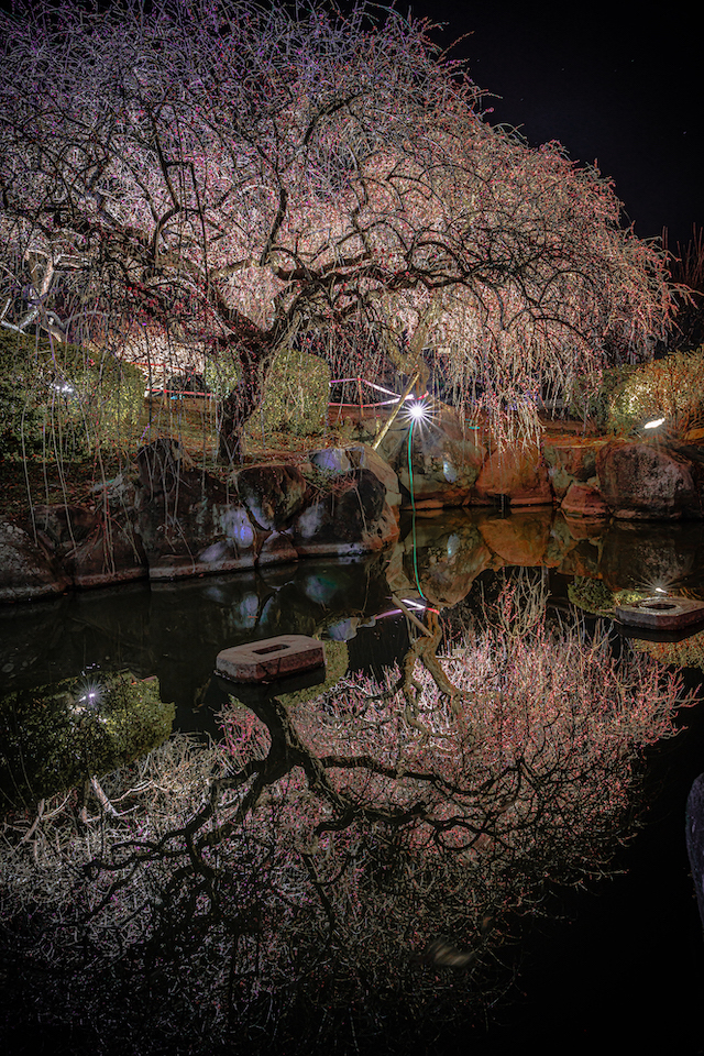 世界の梅公園の中にある小さな池に映ったライトアップしたリフレクションの様子。
