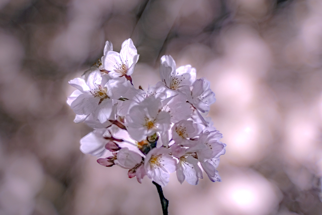 ライトアップされた桜の花だけを撮ってみた写真。ライトアップされた光が1番当たっている場所を選んで桜の花びらを透かせて撮ってみました。