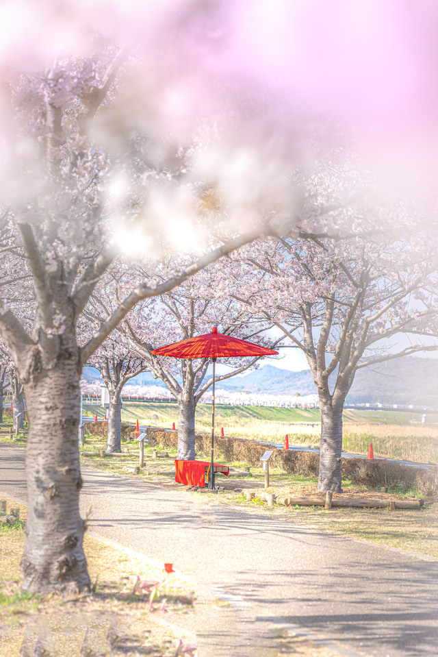 真っ赤な傘を見つけたのでこの傘を画面中央に配置して手前の桜をボカして桜並木を撮って見ました。