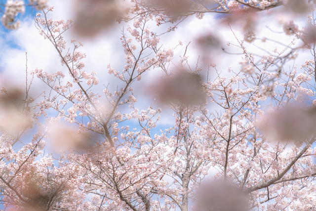 手前の桜をぼかして奥に続く桜を撮ってみました。