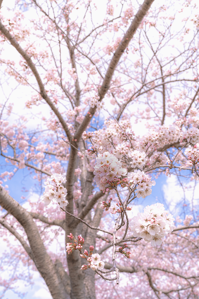 天気の良い日に桜の木を撮って見ました。青い空の下にピンク色の桜が広がっています。
