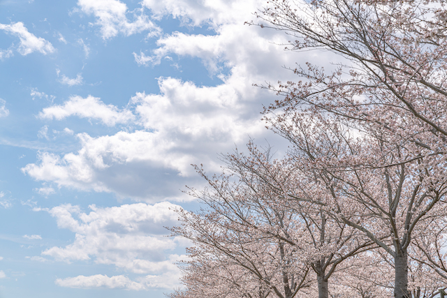 天気が良かったので、青空に浮かぶ白い雲と桜の木を画角に入れて撮って見ました。