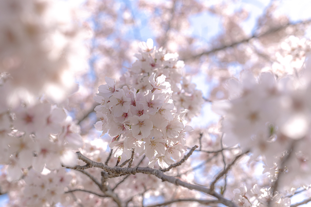 おの桜つづみの桜の花だけを撮って見ました、周りの桜をボカして撮りたい桜の花にピントを合わせています。天気が良かったので桜の花には太陽の光に照らされた桜が明るく見えました。