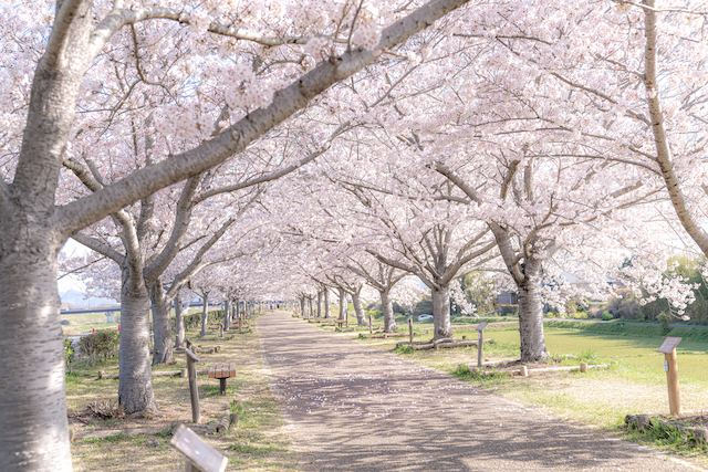 桜並木の桜。地面には桜が散り初めた花びらが見え初めていました。