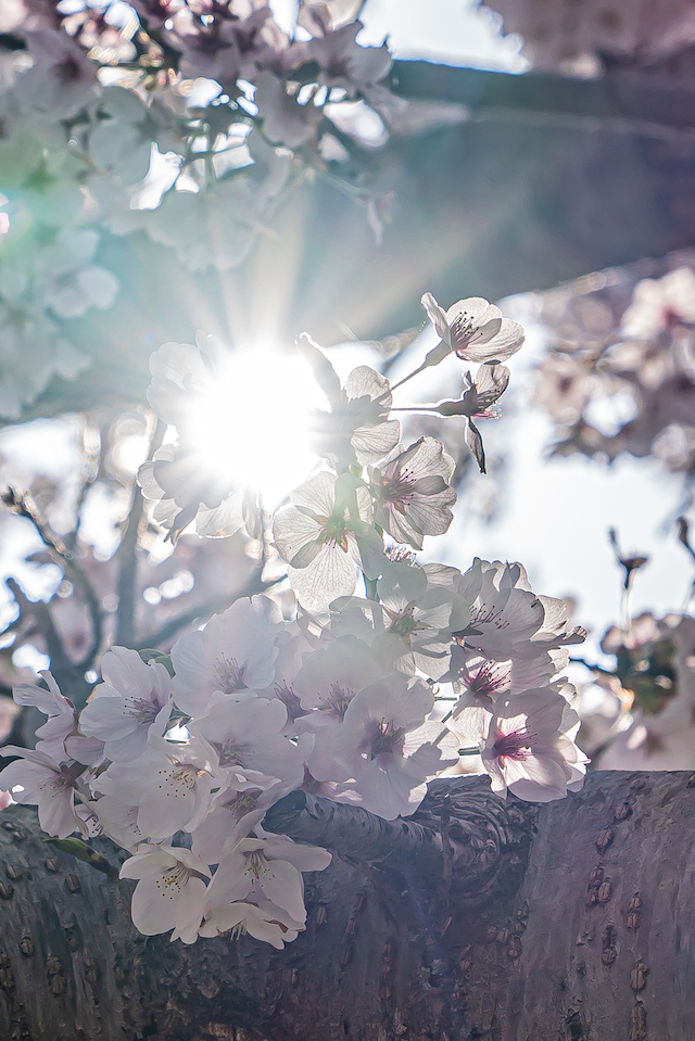 太陽の光を使って桜の花びらを透かせてみます。桜の枝と枝の間に咲いている桜を見つけて、太陽の光を入れて咲かせて見ました。