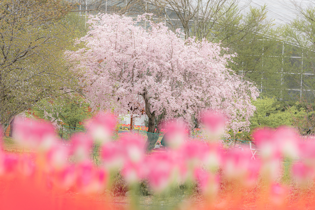ピンクのチューリップの花を前ボケにしてピンク色に染まった桜の花を撮って見ました。
