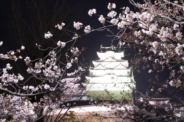 桜と姫路城を撮ってみましたが、シャッタースピードが13秒で姫路城は白飛びしてしまってしまいました。