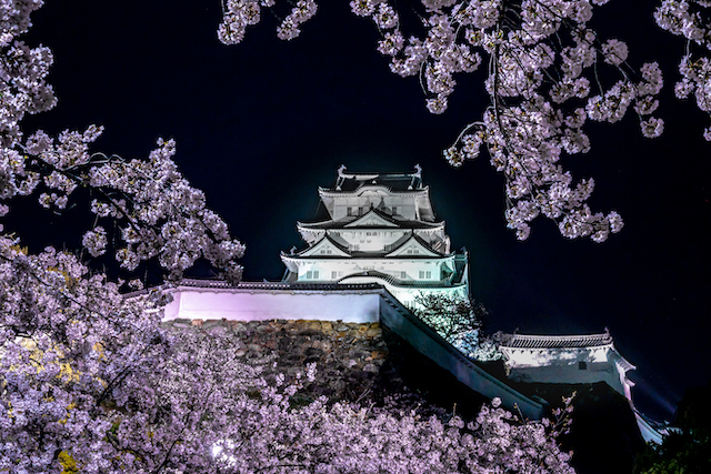 姫路城と桜のライトアップ。ど真ん中に姫路城を置いて右上と左下に桜を配置してみました。