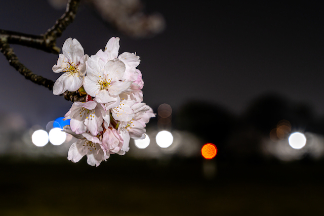 ライトアップされた桜と背景に見えた車のライトを玉ボケさせてみました。