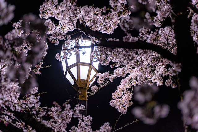 ライトアップされた灯籠と桜