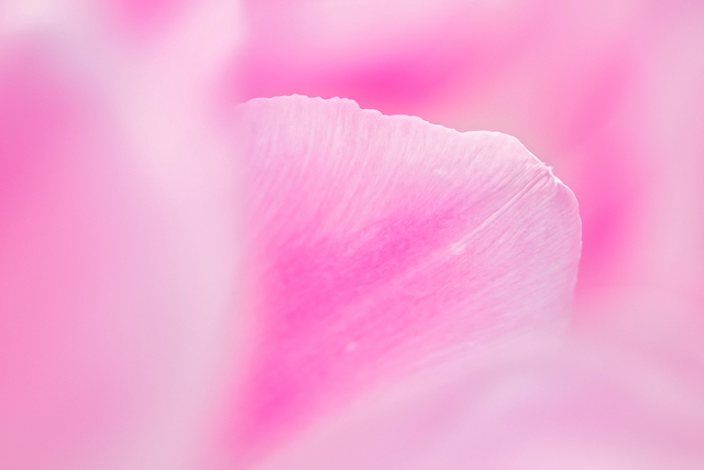 ボケ間を使ってピンクのチューリップの花びらの一部だけを撮って見ました。