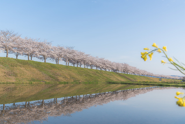 「おの桜つづみ回廊」で見えた「逆さ桜」が綺麗に見えた光景。加古川の堤防沿いに続く桜並木が、水を張っていた水面に綺麗にリフレクションされていた景色。