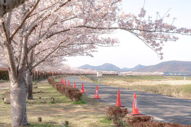 加古川の堤防沿いに約4キロに渡って広がる桜並木の様子。