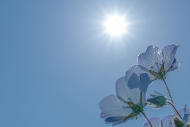 ネモフィラと太陽の光に光条効果をつけて、逆光で撮ることでネモフィラの花びらが透けてみえます。