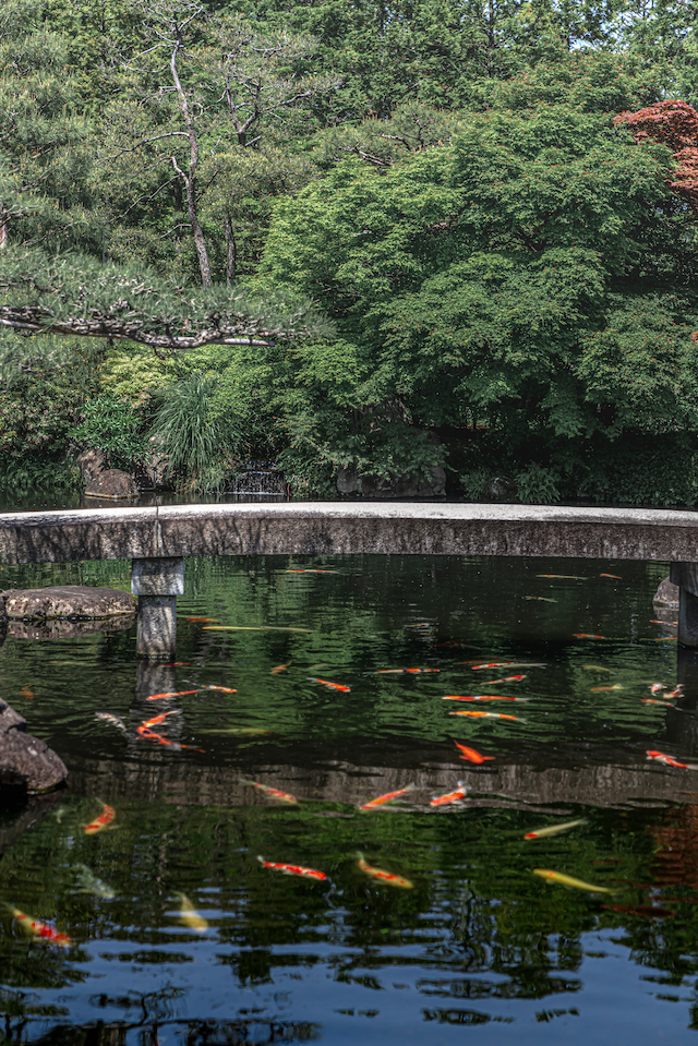好古園内の池には鯉がたくさん泳いでいます。画面半分に池の鯉を、半分には緑の木々を入れて、真ん中には池を渡橋を入れて構図を作って撮ってみました。