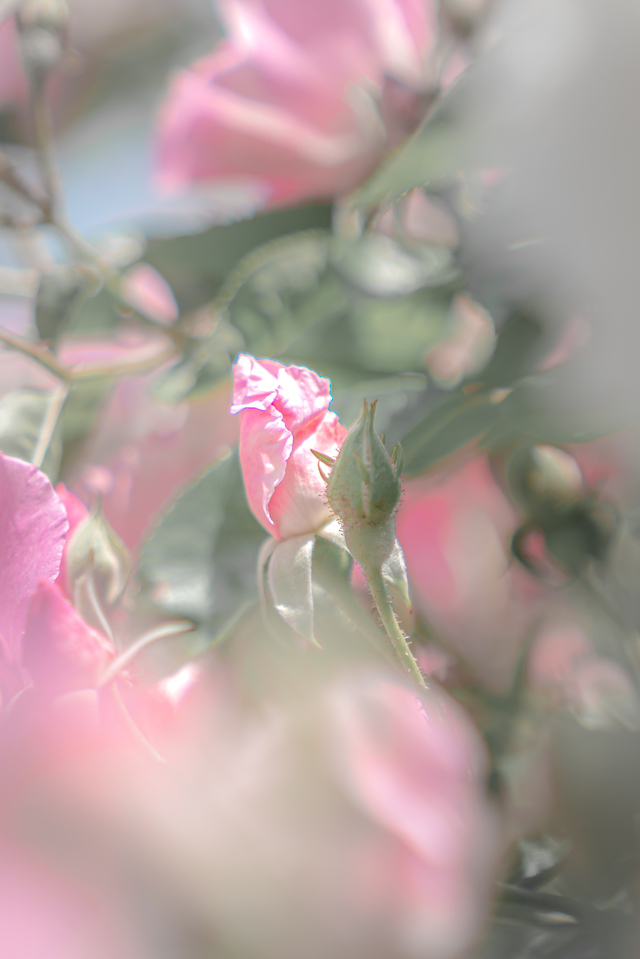 ピンクのバラの蕾にピントを合わせて周りのバラの花をボカして撮ってみました。太陽の光を使ってふんわりした写真になりました。
