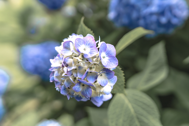クローズアップレンズを使わずに青と白のあじさいの花を真上から撮ってみました。画面真ん中に一輪のあじさいの花を入れて周りは緑の葉っぱを入れて撮ってみました。